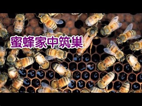 蜜蜂 風水|【家中有蜜蜂築巢】家中有蜜蜂築巢：吉兆凶兆一次看！